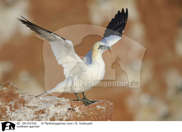 Batlpel / northern gannet / DV-03102