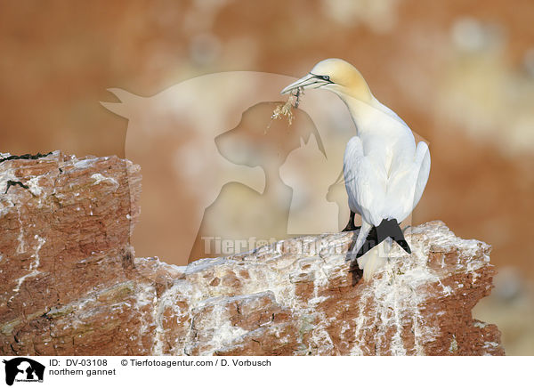 Batlpel / northern gannet / DV-03108