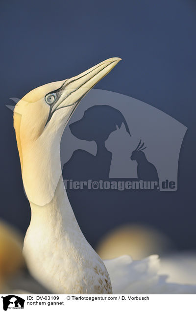 Batlpel / northern gannet / DV-03109