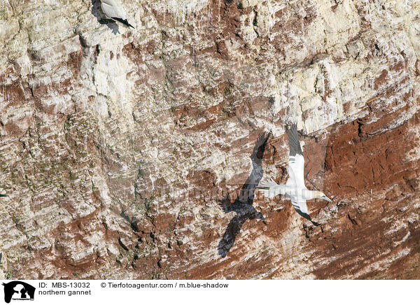 Basstlpel / northern gannet / MBS-13032