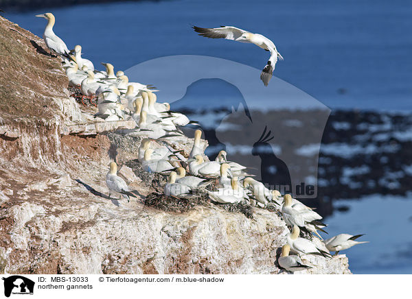 Basstlpel / northern gannets / MBS-13033