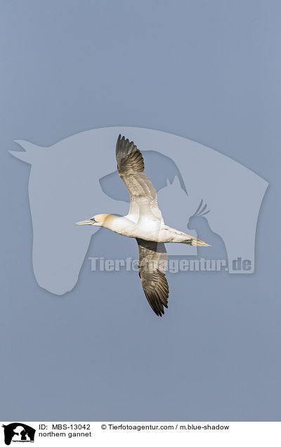 Basstlpel / northern gannet / MBS-13042