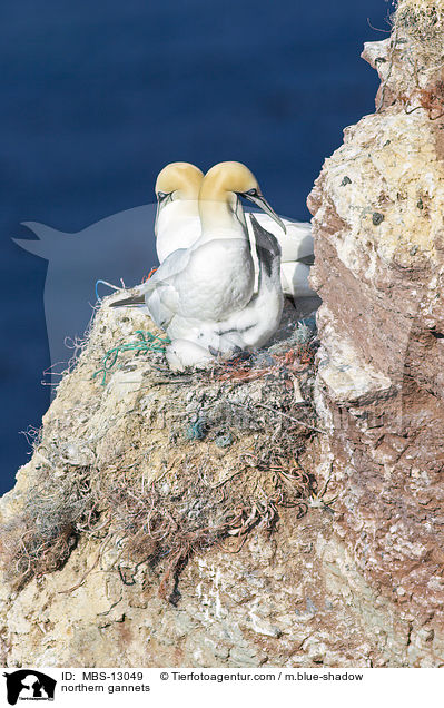 Basstlpel / northern gannets / MBS-13049