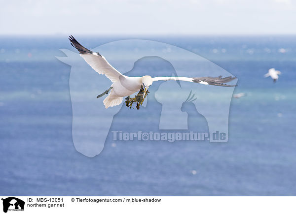 Basstlpel / northern gannet / MBS-13051