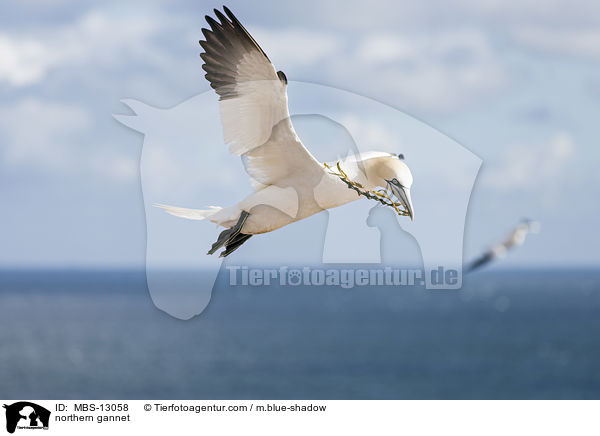 Basstlpel / northern gannet / MBS-13058