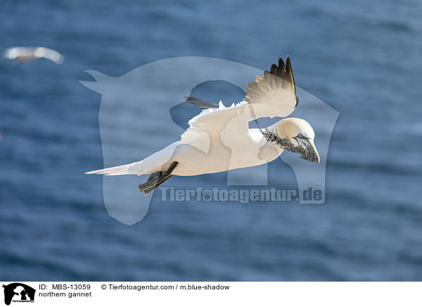 Basstlpel / northern gannet / MBS-13059