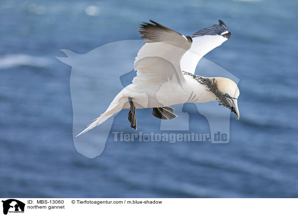 Basstlpel / northern gannet / MBS-13060