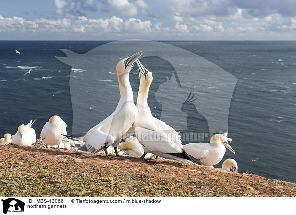 Basstlpel / northern gannets / MBS-13066