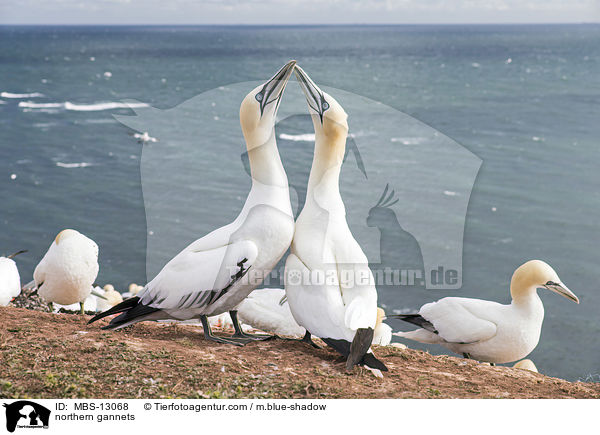 Basstlpel / northern gannets / MBS-13068