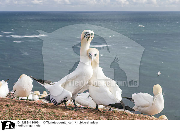 Basstlpel / northern gannets / MBS-13069