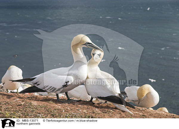 Basstlpel / northern gannets / MBS-13071