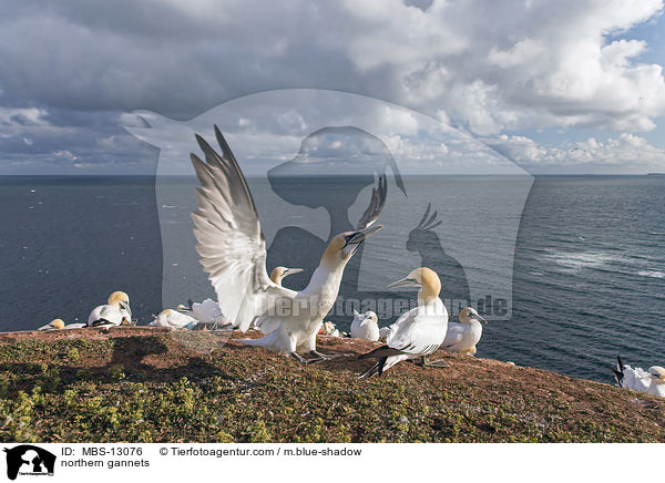 Basstlpel / northern gannets / MBS-13076