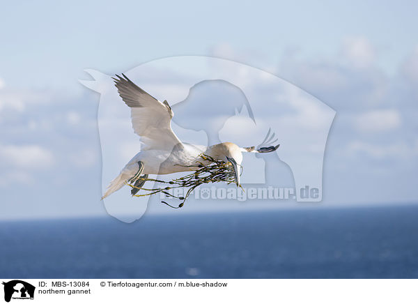 Basstlpel / northern gannet / MBS-13084