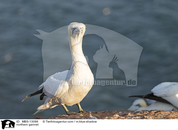 Basstlpel / northern gannet / MBS-13086