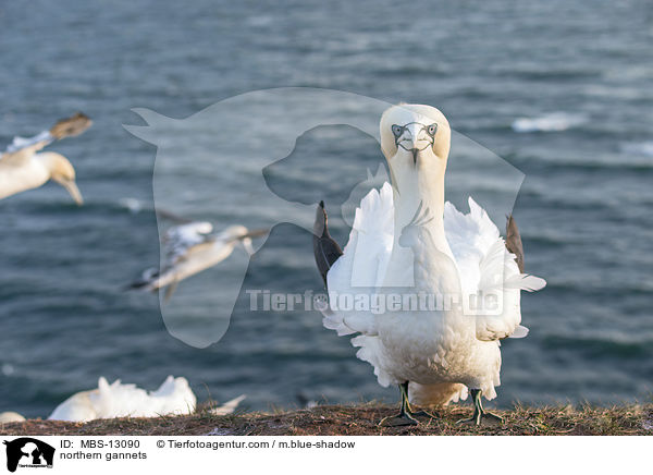 Basstlpel / northern gannets / MBS-13090