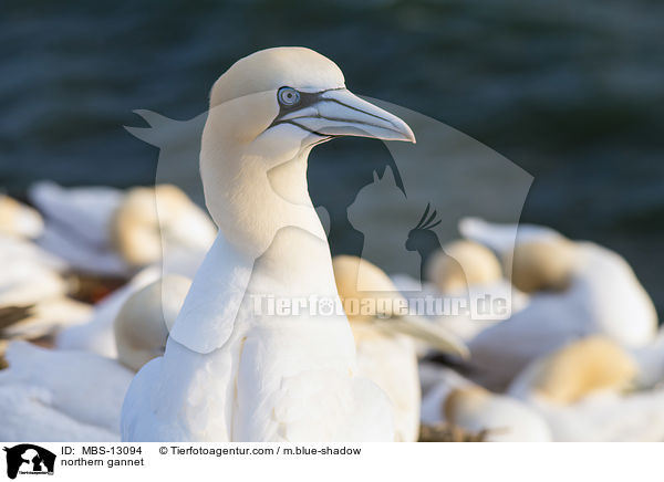 Basstlpel / northern gannet / MBS-13094