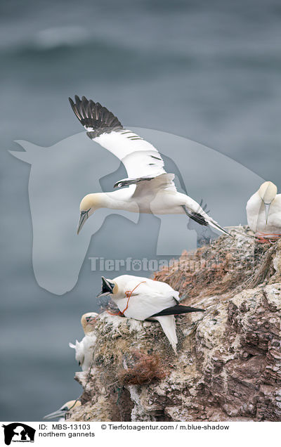 Basstlpel / northern gannets / MBS-13103