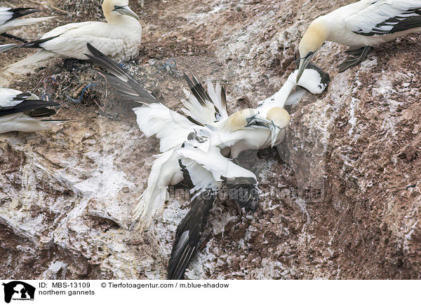 Basstlpel / northern gannets / MBS-13109