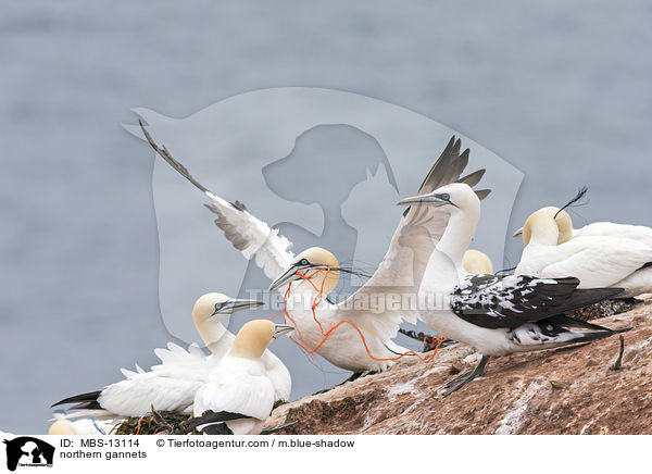 Basstlpel / northern gannets / MBS-13114