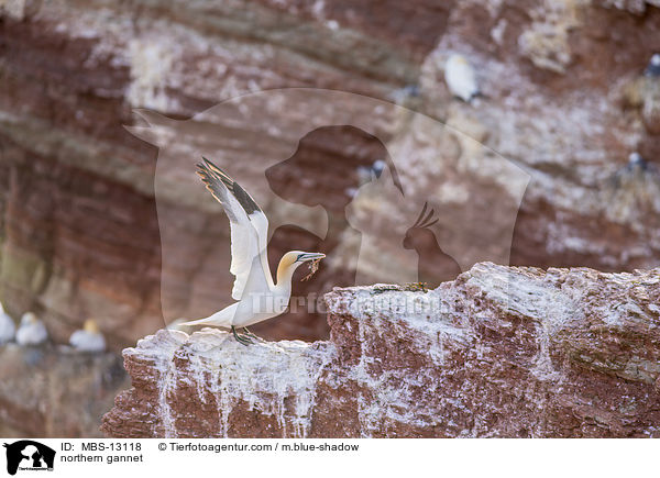 Basstlpel / northern gannet / MBS-13118