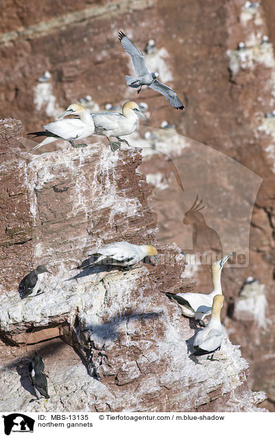 Basstlpel / northern gannets / MBS-13135