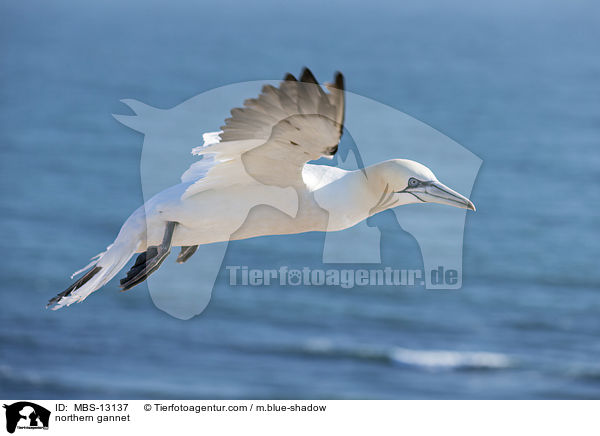 Basstlpel / northern gannet / MBS-13137