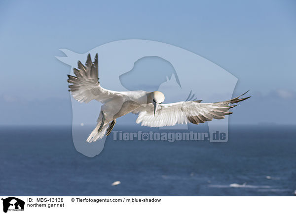 Basstlpel / northern gannet / MBS-13138