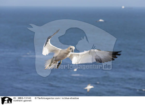 Basstlpel / northern gannet / MBS-13140