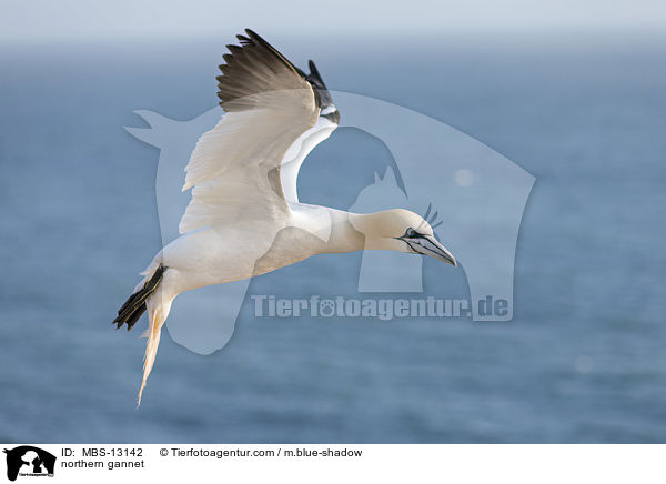 Basstlpel / northern gannet / MBS-13142