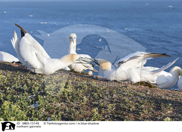 Basstlpel / northern gannets / MBS-13148