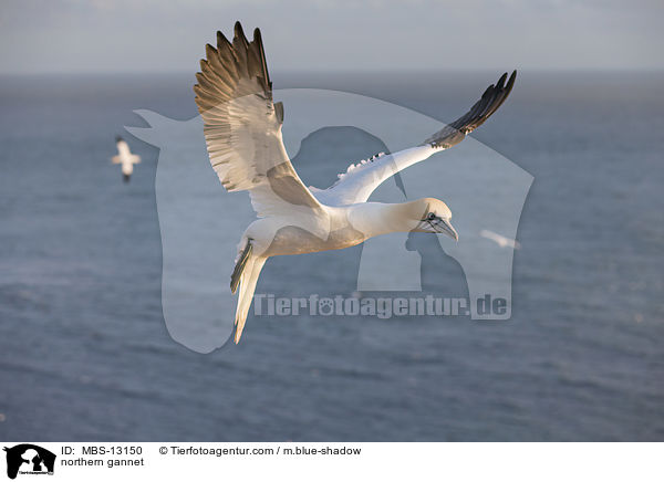 Basstlpel / northern gannet / MBS-13150