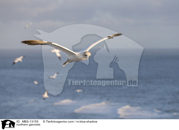 Basstlpel / northern gannets / MBS-13155