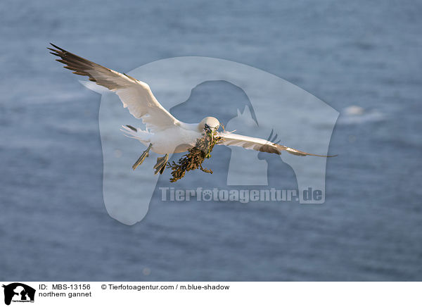 Basstlpel / northern gannet / MBS-13156