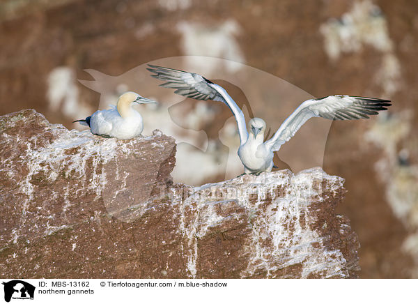 Basstlpel / northern gannets / MBS-13162