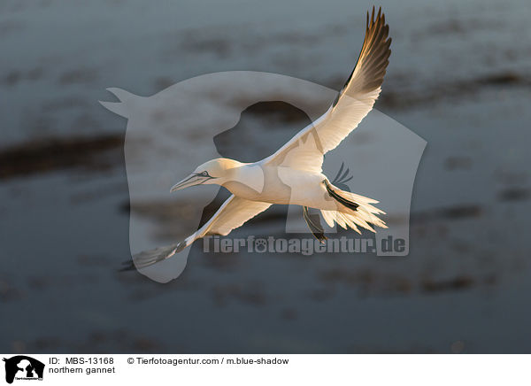 Basstlpel / northern gannet / MBS-13168