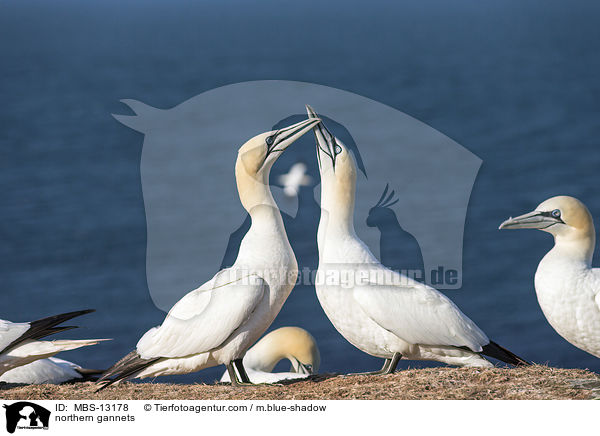 Basstlpel / northern gannets / MBS-13178