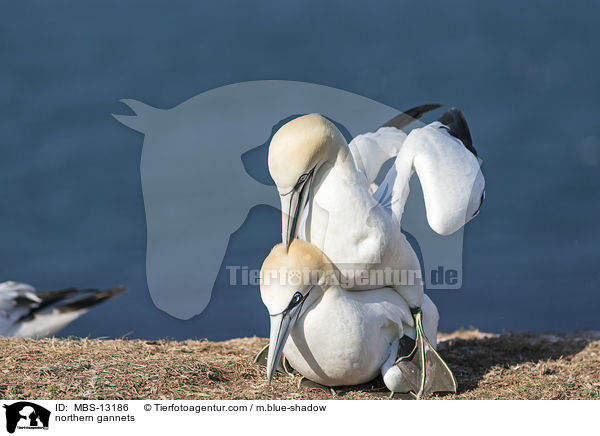 Basstlpel / northern gannets / MBS-13186