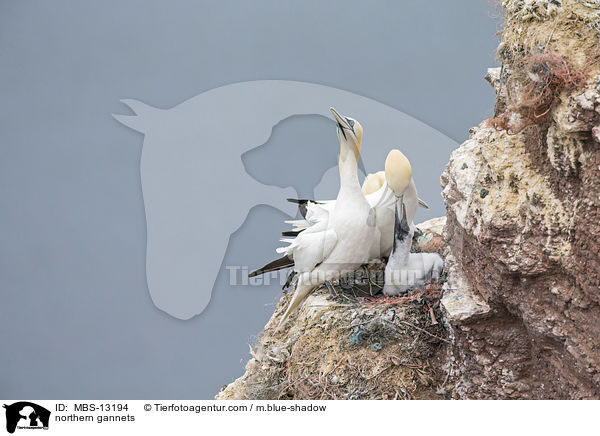 Basstlpel / northern gannets / MBS-13194