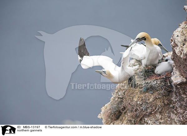 Basstlpel / northern gannets / MBS-13197