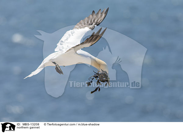 Basstlpel / northern gannet / MBS-13208