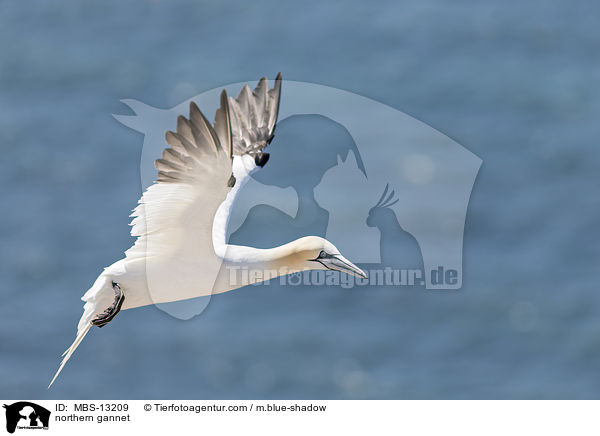 Basstlpel / northern gannet / MBS-13209