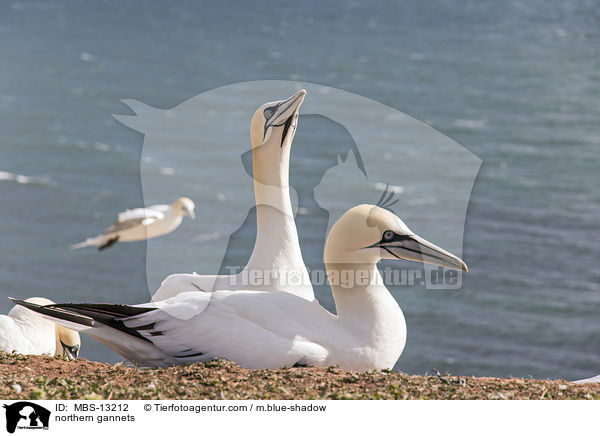 Basstlpel / northern gannets / MBS-13212