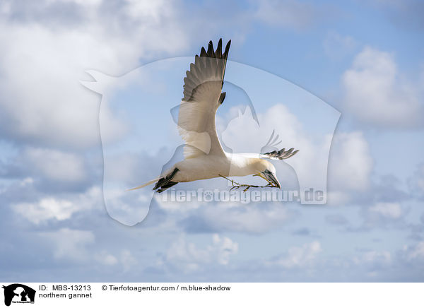 Basstlpel / northern gannet / MBS-13213