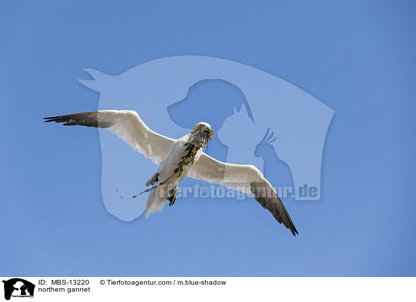 Basstlpel / northern gannet / MBS-13220