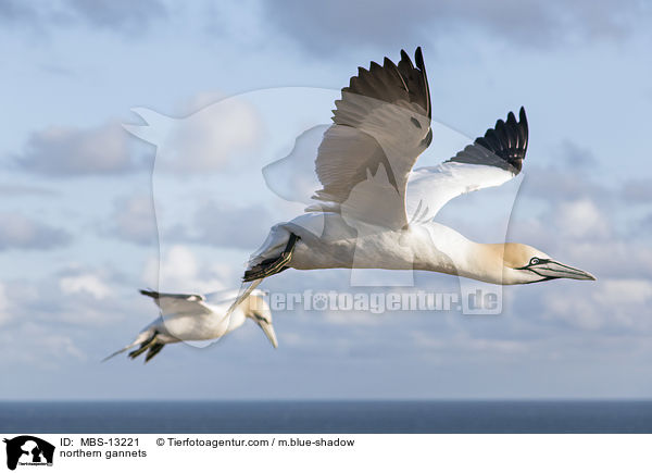 Basstlpel / northern gannets / MBS-13221