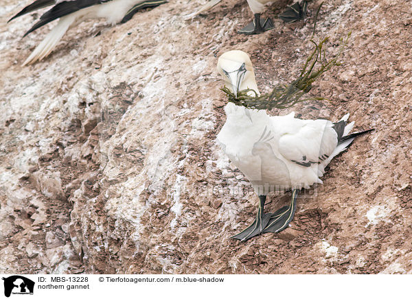 Basstlpel / northern gannet / MBS-13228