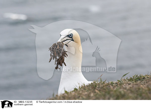 Basstlpel / northern gannet / MBS-13235