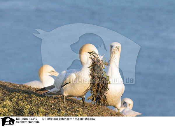 Basstlpel / northern gannets / MBS-13240