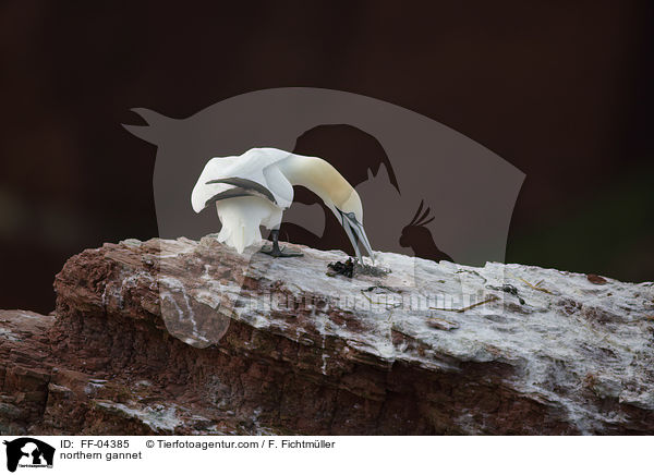 Basstlpel / northern gannet / FF-04385