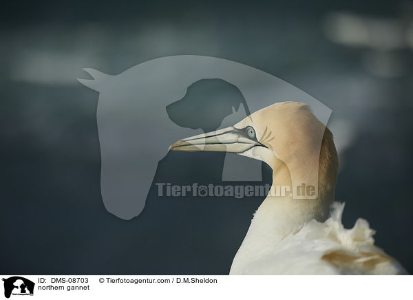 Basstlpel / northern gannet / DMS-08703